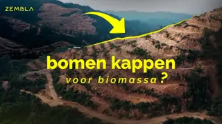 Zembla volgt groene stroom van RWE naar Maleisië: hele bomen en kaalkap achter gecertificeerde houtpellets