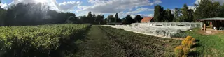'Vogelgriep toont noodzaak einde vee-industrie'